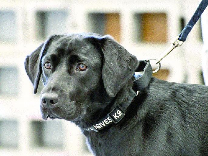 kanpur dehat force deployed in village due to tension in two communities | कुत्र्यावरून दोन गटात तुफान 'राडा', अनेकजण जखमी; गावात मोठा पोलीस बंदोबस्त तैनात  kanpur dehat force deployed in village due to tension in two communities | कुत्र्यावरून दोन गटात तुफान 'राडा', अनेकजण जखमी; गावात मोठा पोलीस बंदोबस्त तैनात