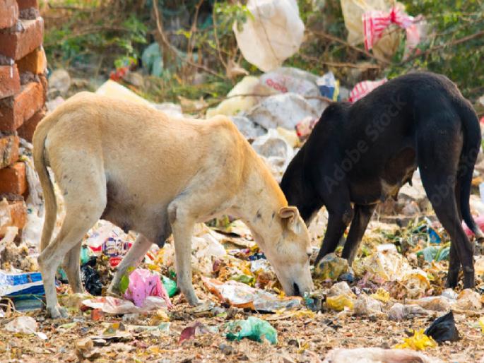 Kalpanaraje Bhosle is aggressive on the issue of garbage and stray dogs in Satara city | साताऱ्यातील कचरा, भटक्या कुत्र्यांच्या प्रश्नावरून कल्पनाराजे भोसले आक्रमक, आरोग्य निरीक्षकांची केली कानउघडणी Kalpanaraje Bhosle is aggressive on the issue of garbage and stray dogs in Satara city | साताऱ्यातील कचरा, भटक्या कुत्र्यांच्या प्रश्नावरून कल्पनाराजे भोसले आक्रमक, आरोग्य निरीक्षकांची केली कानउघडणी