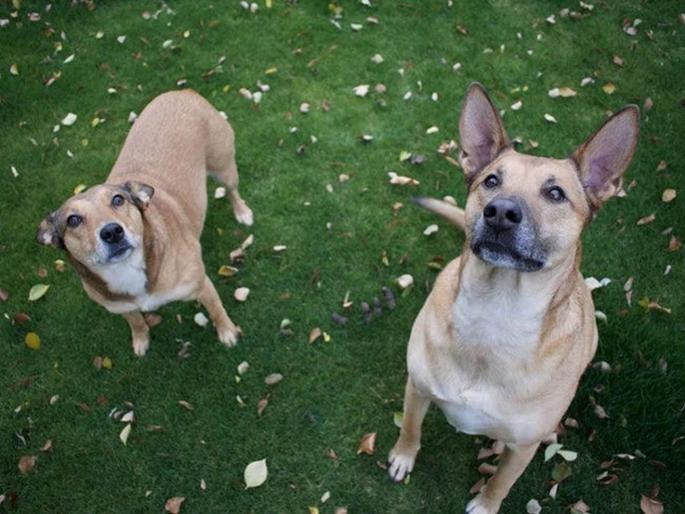 Man gets ten days jail for giving his dogs illegal names in China | बोंबला! दोन कुत्र्यांच्या नावामुळे मालकाला १० दिवस तुरूंगवासाची शिक्षा! Man gets ten days jail for giving his dogs illegal names in China | बोंबला! दोन कुत्र्यांच्या नावामुळे मालकाला १० दिवस तुरूंगवासाची शिक्षा!