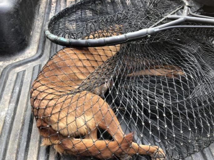 Jara Hatke : A bribe of Rs 2500 demanded to catch dogs | जरा हटके : कुत्रे पकडण्यासाठी मागितली २५०० रुपयांची लाच Jara Hatke : A bribe of Rs 2500 demanded to catch dogs | जरा हटके : कुत्रे पकडण्यासाठी मागितली २५०० रुपयांची लाच