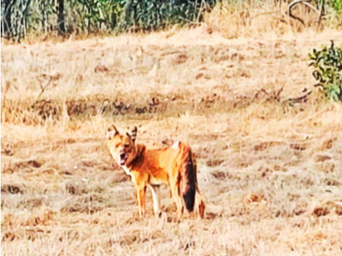 Raigad: Sighting of wild dogs in Phansad, caught on camera in a trap set by the forest department | फणसाडमध्ये घडले रानकुत्र्यांचे दर्शन, वनविभागाने लावलेल्या ट्रॅपमध्ये कॅमेऱ्यात कैद Raigad: Sighting of wild dogs in Phansad, caught on camera in a trap set by the forest department | फणसाडमध्ये घडले रानकुत्र्यांचे दर्शन, वनविभागाने लावलेल्या ट्रॅपमध्ये कॅमेऱ्यात कैद