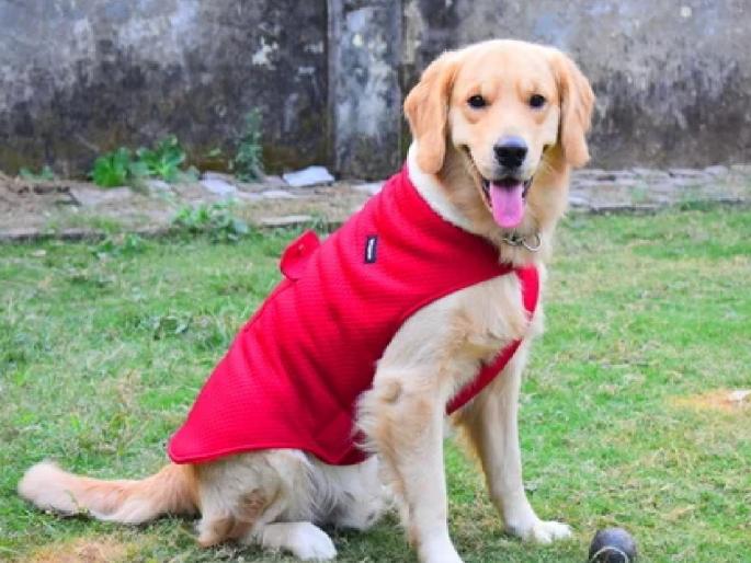 Pet clothing trend begins as winter sets in sangli | थंडीची चाहूल लागताच स्वेटर, जॅकेटमध्ये मनीमाऊ अन् मोतीचा रंगला स्वॅग Pet clothing trend begins as winter sets in sangli | थंडीची चाहूल लागताच स्वेटर, जॅकेटमध्ये मनीमाऊ अन् मोतीचा रंगला स्वॅग