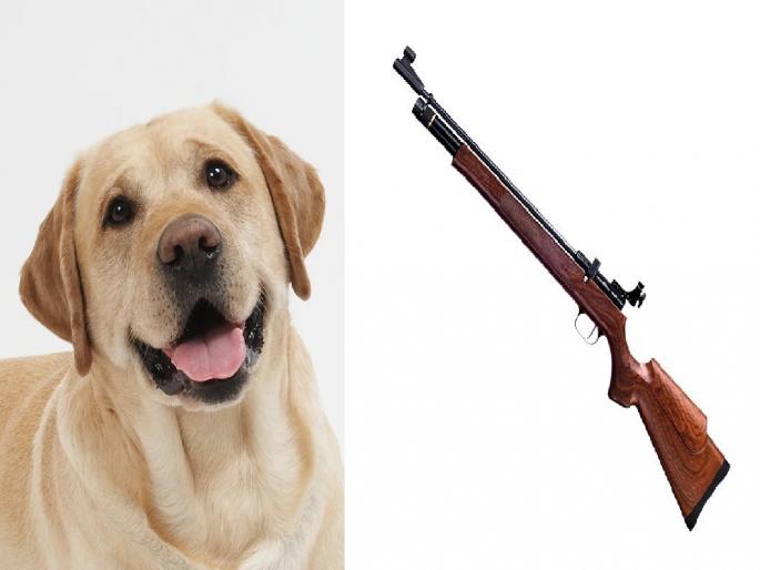 Dog shot with shotgun in Satara crime against unknown | साताऱ्यात छऱ्याच्या बंदुकीतून श्वानावर झाडली गोळी, अज्ञातावर गुन्हा; पोलिसांकडून तपास सुरू