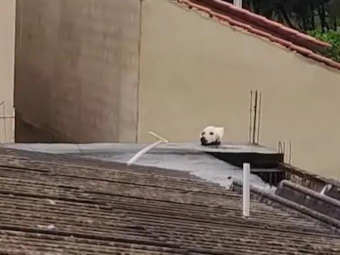 dog or cat who is in the picture to find out see full viral video | या फोटोत कुत्रा की मांजर? ९९ टक्के लोक देतात चुकीचं उत्तर, शोधायचं असेल तर हा Video पाहा dog or cat who is in the picture to find out see full viral video | या फोटोत कुत्रा की मांजर? ९९ टक्के लोक देतात चुकीचं उत्तर, शोधायचं असेल तर हा Video पाहा