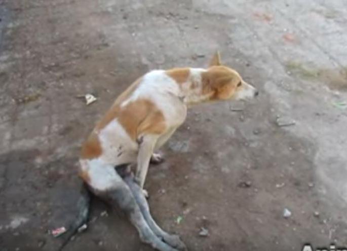 Crime against three for beating stray dogs | भटक्या कुत्र्यांना मारहाण करणाऱ्या तिघांवर गुन्हा Crime against three for beating stray dogs | भटक्या कुत्र्यांना मारहाण करणाऱ्या तिघांवर गुन्हा