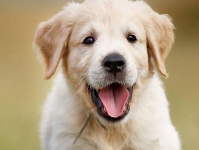 This man ready to leave wife for his dog in Patna goes viral | पती, पत्नी आणि कुत्रा...घटस्फोटापर्यंत गेला होता विषय! This man ready to leave wife for his dog in Patna goes viral | पती, पत्नी आणि कुत्रा...घटस्फोटापर्यंत गेला होता विषय!