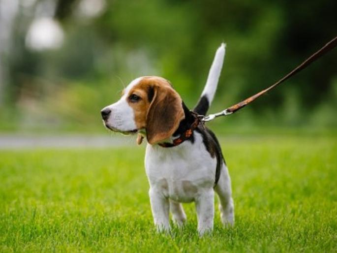 Pet Lovers Pay Attention Here, If You Don't Have a Municipal License, Dogs Will Be Seized | पेट लव्हर्स इकडे लक्ष द्या, महापालिकेचा परवाना नसेल तर श्वान होईल जप्त Pet Lovers Pay Attention Here, If You Don't Have a Municipal License, Dogs Will Be Seized | पेट लव्हर्स इकडे लक्ष द्या, महापालिकेचा परवाना नसेल तर श्वान होईल जप्त