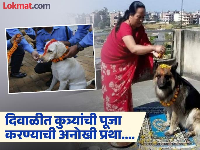 Diwali 2025 : Nepal celebrate dog worship festival during diwali | कुत्र्यांची पूजा करून साजरी केली जाणारी अनोखी दिवाळी, जाणून घ्या कारण Diwali 2025 : Nepal celebrate dog worship festival during diwali | कुत्र्यांची पूजा करून साजरी केली जाणारी अनोखी दिवाळी, जाणून घ्या कारण