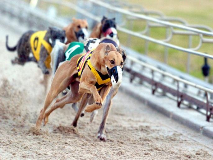 get the ban on dog racing ; demands dr. kalyan gangval | कुत्र्यांच्या शर्यतीवर बंदी घाला ; पुण्याच्या डाॅ. कल्याण गंगवाल यांची मागणी get the ban on dog racing ; demands dr. kalyan gangval | कुत्र्यांच्या शर्यतीवर बंदी घाला ; पुण्याच्या डाॅ. कल्याण गंगवाल यांची मागणी