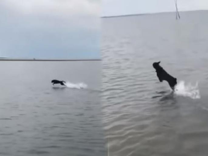 dog running on water shocking video goes viral on internet | Viral Video: केवळ अद्भुत! पाण्यावर चक्क तरंगल्यासारखा चालतोय हा श्वान, व्हिडिओ पाहुन डोळ्यावर बसणार नाही विश्वास dog running on water shocking video goes viral on internet | Viral Video: केवळ अद्भुत! पाण्यावर चक्क तरंगल्यासारखा चालतोय हा श्वान, व्हिडिओ पाहुन डोळ्यावर बसणार नाही विश्वास