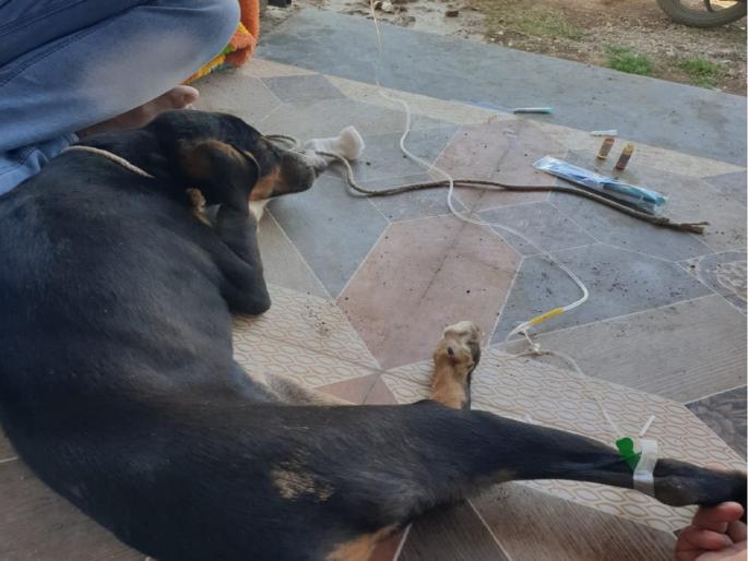 The summer increased; The dog got saline! | उन्हाळ्याच्या झळा वाढल्या; श्वानाला लागलं सलाईन !