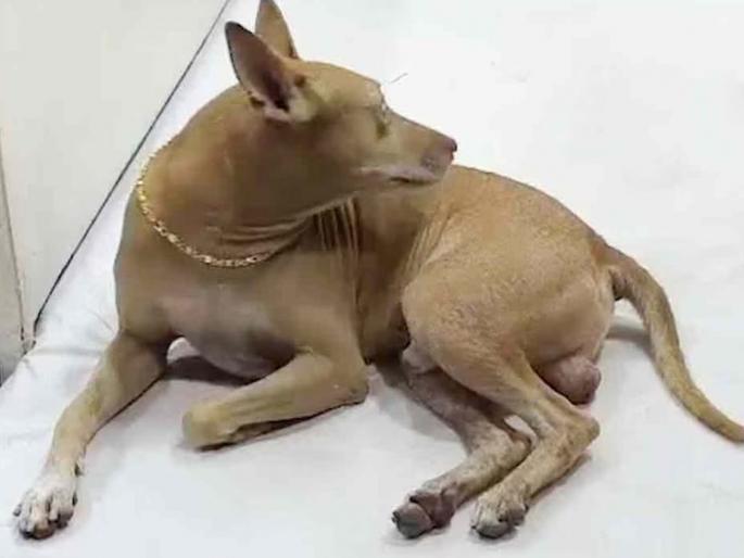 Strange! A village dog becomes a jewelry shop keeper, wears a gold chain worth 50 tolas around his neck | अजबच! गावठी कुत्रा बनला ज्वेलरी शॉपचा रखवालदार, गळ्यात घालतो ५० तोळ्यांची सोन्याची चेन Strange! A village dog becomes a jewelry shop keeper, wears a gold chain worth 50 tolas around his neck | अजबच! गावठी कुत्रा बनला ज्वेलरी शॉपचा रखवालदार, गळ्यात घालतो ५० तोळ्यांची सोन्याची चेन