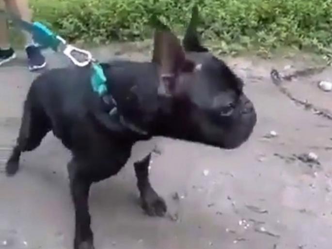 This man want to sell his dog because he is ashamed everytime it barks | वैतागून कुत्रा विकायला निघाला मालक, लोक म्हणाले, आम्ही पैसे देतो पण कुत्रा तुझ्याकडेच ठेव!