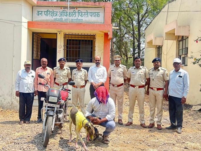 Hunter posts photos of hunting with dog on Instagram gets caught in forest department's trap in sangli | Sangli Crime: "शिकार खुद यहाँ शिकार हो गया" !; ..अन् थेट वनविभागाच्या जाळ्यात अडकला Hunter posts photos of hunting with dog on Instagram gets caught in forest department's trap in sangli | Sangli Crime: "शिकार खुद यहाँ शिकार हो गया" !; ..अन् थेट वनविभागाच्या जाळ्यात अडकला