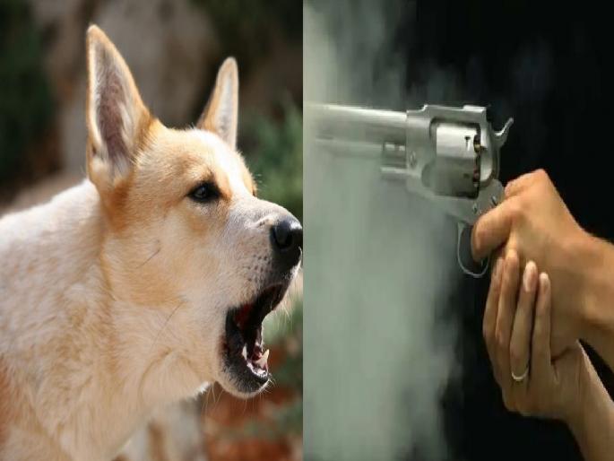 He shot the dog dead because he got angry that the dogs kept barking in kolhapur | ..अन् त्याने थेट कुत्र्याला गोळ्याच घातल्या, कोल्हापुरात घडली धक्कादायक घटना He shot the dog dead because he got angry that the dogs kept barking in kolhapur | ..अन् त्याने थेट कुत्र्याला गोळ्याच घातल्या, कोल्हापुरात घडली धक्कादायक घटना