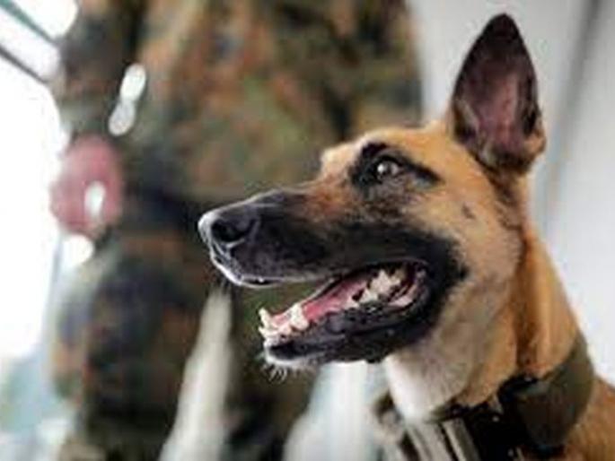 Sniffer dog 'Lucy' lashes out at cannabis seller | स्निफर डॉग ‘लुसी’ने लावला गांजा विक्रेत्याचा छडा Sniffer dog 'Lucy' lashes out at cannabis seller | स्निफर डॉग ‘लुसी’ने लावला गांजा विक्रेत्याचा छडा