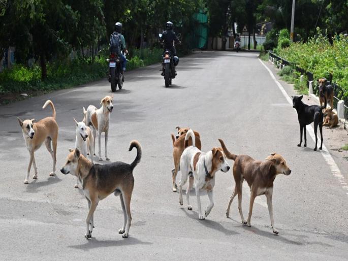 Two people were sent to jail in dog case | पीडित श्वानाने धाडले दोघांना कारागृहात; कुत्र्याला फरफटत नेणाऱ्या दोघांना कोठडी Two people were sent to jail in dog case | पीडित श्वानाने धाडले दोघांना कारागृहात; कुत्र्याला फरफटत नेणाऱ्या दोघांना कोठडी