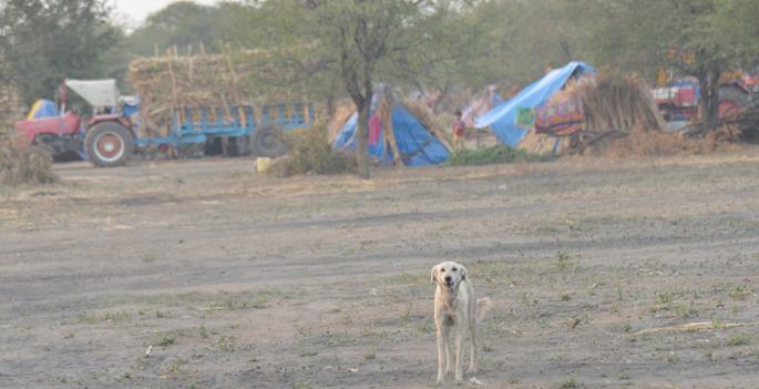 The risk of leprosy dogs in the area of sugarcane workers | ऊसतोड कामगारांच्या वस्तीला पिसाळलेल्या कुत्र्यांचा धोका The risk of leprosy dogs in the area of sugarcane workers | ऊसतोड कामगारांच्या वस्तीला पिसाळलेल्या कुत्र्यांचा धोका