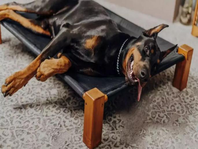 The heat of the sun increased; Take care of your animals | उन्हाचा तडाखा वाढला; तुमच्या प्राण्यांना सांभाळा The heat of the sun increased; Take care of your animals | उन्हाचा तडाखा वाढला; तुमच्या प्राण्यांना सांभाळा