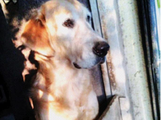 The family was happy with Tara's return home, the pet dog had disappeared | ‘तारा’च्या घरवापसीमुळे कुटुंबीय झाले आनंदी, पाळीव श्वान झाला होता बेपत्ता 