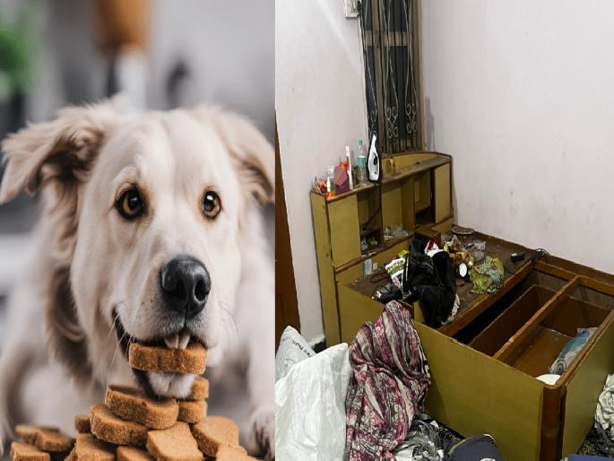Thieves stole jewellery worth six tolas by feeding biscuits to dogs in kolhapur | Kolhapur crime: चोरट्यांनी कुत्र्यांना बिस्किटे खायला घातले, अन् घरफोडी करुन सहा तोळ्यांचे दागिने लंपास केले Thieves stole jewellery worth six tolas by feeding biscuits to dogs in kolhapur | Kolhapur crime: चोरट्यांनी कुत्र्यांना बिस्किटे खायला घातले, अन् घरफोडी करुन सहा तोळ्यांचे दागिने लंपास केले