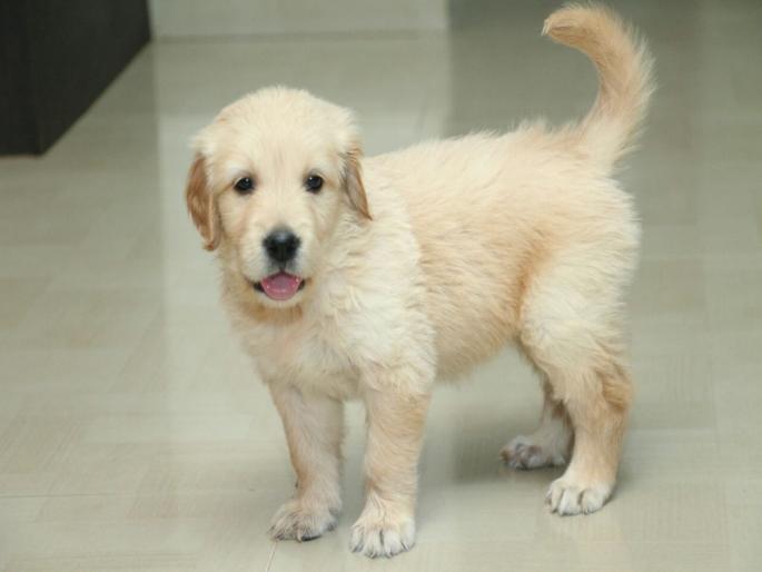 a case has been registered for wrong treatment on dogs by docters in Hadapsar | हडपसर येथे कुत्र्यावर चुकीच्या उपचार केल्यामुळे दोन डॉक्टरांसह सहायकावर गुन्हा दाखल 