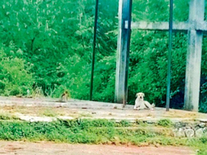 Nine days after the death of its owner, the dog remains in the cemetery... | मालकाच्या मृत्यूनंतर नऊ दिवस लोटले, कुत्रा स्मशानभूमीतच थांबून... Nine days after the death of its owner, the dog remains in the cemetery... | मालकाच्या मृत्यूनंतर नऊ दिवस लोटले, कुत्रा स्मशानभूमीतच थांबून...