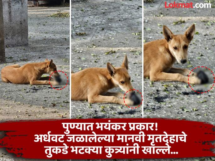 Horrific incident at Vaikuntha crematorium: Stray dogs eat pieces of partially burnt human body | वैकुंठ स्मशानभूमीत भयंकर घटना: अर्धवट जळलेल्या मानवी मृतदेहाचे तुकडे भटक्या कुत्र्यांनी खाल्ले Horrific incident at Vaikuntha crematorium: Stray dogs eat pieces of partially burnt human body | वैकुंठ स्मशानभूमीत भयंकर घटना: अर्धवट जळलेल्या मानवी मृतदेहाचे तुकडे भटक्या कुत्र्यांनी खाल्ले