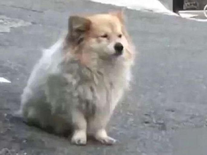 pet waited for 3 years on door for owner | घराच्या दारावर त्याने तीन वर्ष केली मालकीणीची प्रतिक्षा  pet waited for 3 years on door for owner | घराच्या दारावर त्याने तीन वर्ष केली मालकीणीची प्रतिक्षा