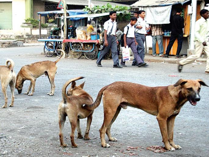 Dog swab closure surgery | श्वान निर्बिजीकरण शस्त्रक्रिया बंद