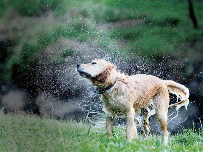 Eye opening experiment of children on the occasion of Holi.. | कुत्री, मांजरं आणि बकरी! Eye opening experiment of children on the occasion of Holi.. | कुत्री, मांजरं आणि बकरी!