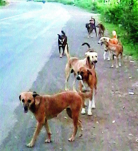 Citizens are scared of stray dogs | मोकाट श्वानामुळे नागरिकांना भीती