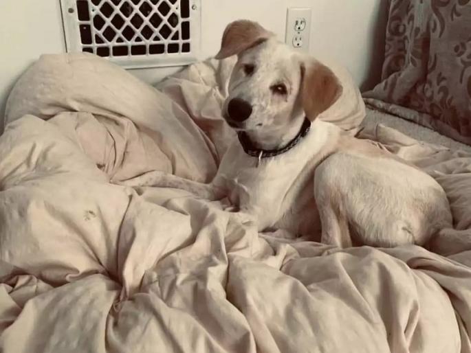 blind stray dog from gwalior gets royal life in america | रस्त्यावर भटकणाऱ्या अंधळ्या कुत्र्याचं अचानक बदललं आयुष्य, आता अमेरिकेत जगतोय Royal Life blind stray dog from gwalior gets royal life in america | रस्त्यावर भटकणाऱ्या अंधळ्या कुत्र्याचं अचानक बदललं आयुष्य, आता अमेरिकेत जगतोय Royal Life