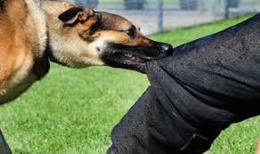 Shocking; During the quarrel in the house, the neighbor left the dog on his body | धक्कादायक; घरात भांडण सुरू असताना शेजाऱ्याने अंगावर सोडला कुत्रा Shocking; During the quarrel in the house, the neighbor left the dog on his body | धक्कादायक; घरात भांडण सुरू असताना शेजाऱ्याने अंगावर सोडला कुत्रा