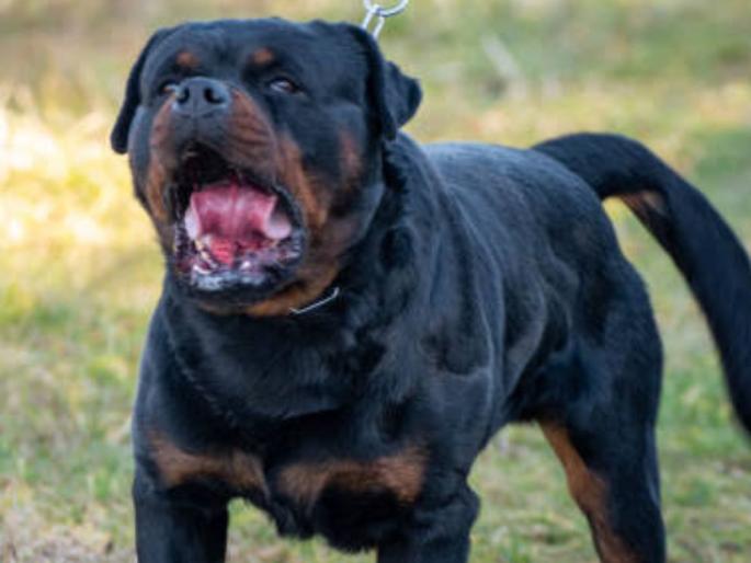 Dog owner arrested for biting children in Panaji | पणजीमध्ये मुलांना चावणाऱ्या कुत्र्याच्या मालकाला अटक Dog owner arrested for biting children in Panaji | पणजीमध्ये मुलांना चावणाऱ्या कुत्र्याच्या मालकाला अटक