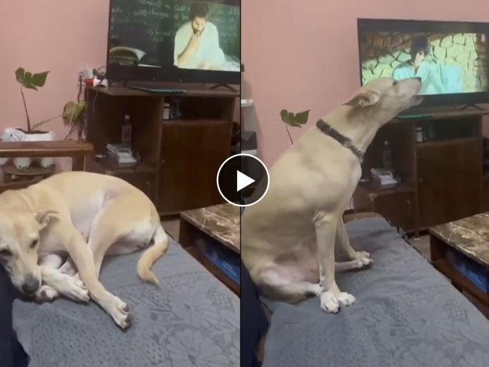 Sleeping Dog reaction after listning arijit singh movie kabir singh song video goes viral on social media | 'दिल का दरिया'...अरिजित सिंगच्या गाण्याची श्वानालाही भुरळ; व्हायरल Video पाहाच! Sleeping Dog reaction after listning arijit singh movie kabir singh song video goes viral on social media | 'दिल का दरिया'...अरिजित सिंगच्या गाण्याची श्वानालाही भुरळ; व्हायरल Video पाहाच!