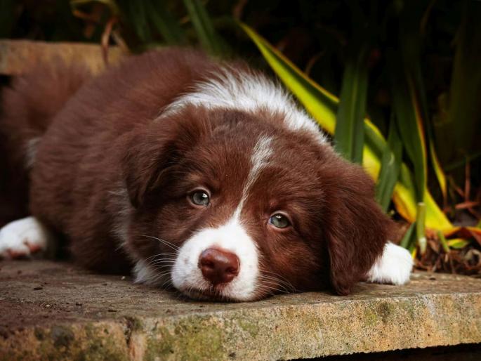 A disgusting act by a female influencer; she had sex with a dog, made a video and posted it on Instagram | महिला इन्फ्लुएन्सरचं घृणास्पद कृत्य; कुत्र्यासोबत सेक्स केला, व्हिडिओ बनवून इंस्टाग्रामवर टाकला अन्...! A disgusting act by a female influencer; she had sex with a dog, made a video and posted it on Instagram | महिला इन्फ्लुएन्सरचं घृणास्पद कृत्य; कुत्र्यासोबत सेक्स केला, व्हिडिओ बनवून इंस्टाग्रामवर टाकला अन्...!