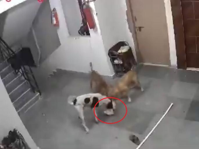 Video: Stray dogs enter house, fatally attack pet dog; mauled to death | Video: घरात घुसून भटक्या कुत्र्यांचा पाळीव कुत्र्यावर जीवघेणा हल्ला; चिरफाड करुन मारले