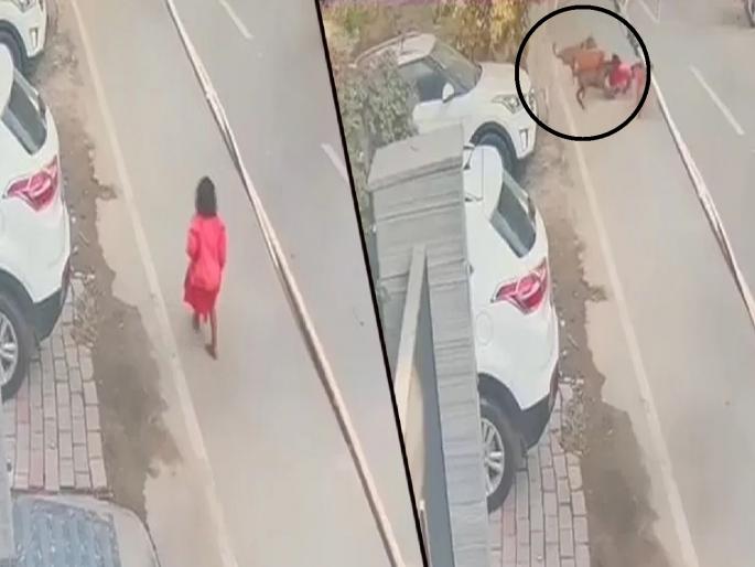 A seven-year-old girl was attacked by stray dogs on the road; Wounds all over the body | रस्त्याने जाणाऱ्या सात वर्षीय मुलीवर भटक्या कुत्र्यांचा हल्ला; संपूर्ण शरीरावर जखमा A seven-year-old girl was attacked by stray dogs on the road; Wounds all over the body | रस्त्याने जाणाऱ्या सात वर्षीय मुलीवर भटक्या कुत्र्यांचा हल्ला; संपूर्ण शरीरावर जखमा