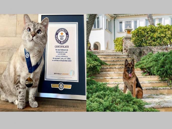 Richest Pets of the World: A dog worth 4000 crores and a cat worth 800 crores... these are the most expensive animals in the world | Richest Pets of the World: 4000 कोटींचा कुत्रा तर 800 कोटींची मांजर...हे आहेत जगातील सर्वात महाग प्राणी Richest Pets of the World: A dog worth 4000 crores and a cat worth 800 crores... these are the most expensive animals in the world | Richest Pets of the World: 4000 कोटींचा कुत्रा तर 800 कोटींची मांजर...हे आहेत जगातील सर्वात महाग प्राणी