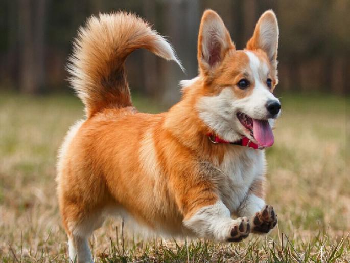 Argument between two families over not tying up their pet dogs reached the police station | पाळीव कुत्रे न बांधल्यावरून ‘राडा’, दोन कुटुंबातील वाद पोहोचला पोलीस ठाण्यात Argument between two families over not tying up their pet dogs reached the police station | पाळीव कुत्रे न बांधल्यावरून ‘राडा’, दोन कुटुंबातील वाद पोहोचला पोलीस ठाण्यात