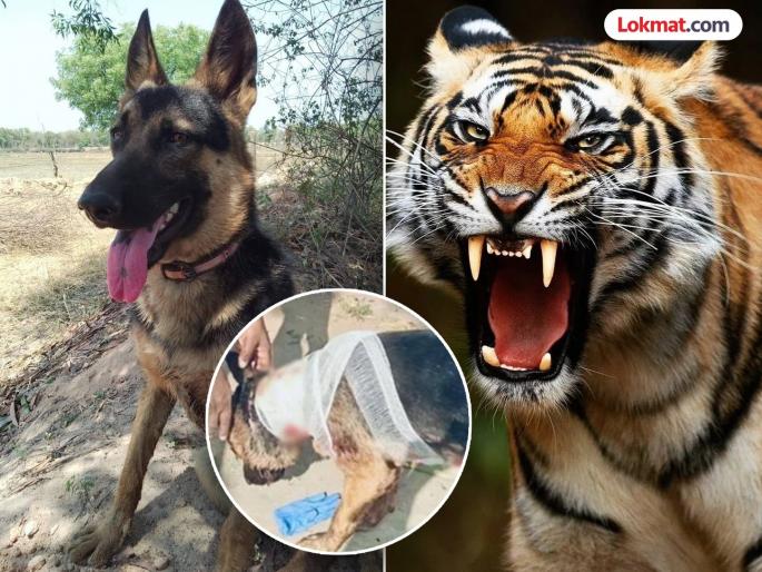 Dog Tiger Fight : fought with tiger to save owner's life, died during treatment | 'तेरी मेहरबानियाँ...', मालकाचा जीव वाचवण्यासाठी वाघाशी भिडला, उपचारादरम्यान मृत्यू Dog Tiger Fight : fought with tiger to save owner's life, died during treatment | 'तेरी मेहरबानियाँ...', मालकाचा जीव वाचवण्यासाठी वाघाशी भिडला, उपचारादरम्यान मृत्यू