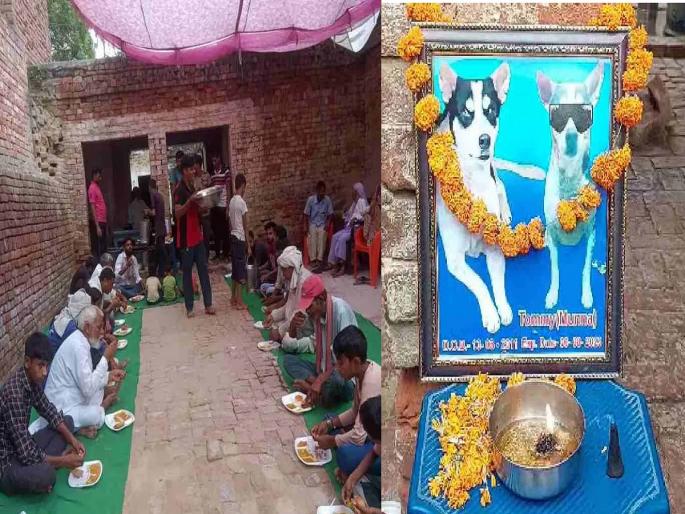'Tommy's thirteenth day rituals, Village Dinner After the Death of a Pet Dog in UP | ‘टॉमी'च्या तेराव्याचा कार्यक्रम, घरातील पाळीव कुत्र्याच्या मृत्यूनंतर गावजेवण 'Tommy's thirteenth day rituals, Village Dinner After the Death of a Pet Dog in UP | ‘टॉमी'च्या तेराव्याचा कार्यक्रम, घरातील पाळीव कुत्र्याच्या मृत्यूनंतर गावजेवण