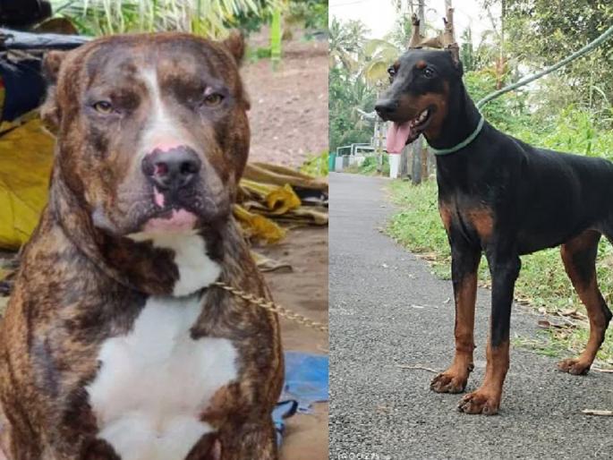 Pitbull-Doberman fight snake to save owner's children; one dies due to snake bite | मालकाच्या मुलांना वाचवण्यासाठी पिटबुल-डॉबरमॅन सापाशी भिडले; सर्पदंशामुळे एकाचा मृत्यू... Pitbull-Doberman fight snake to save owner's children; one dies due to snake bite | मालकाच्या मुलांना वाचवण्यासाठी पिटबुल-डॉबरमॅन सापाशी भिडले; सर्पदंशामुळे एकाचा मृत्यू...