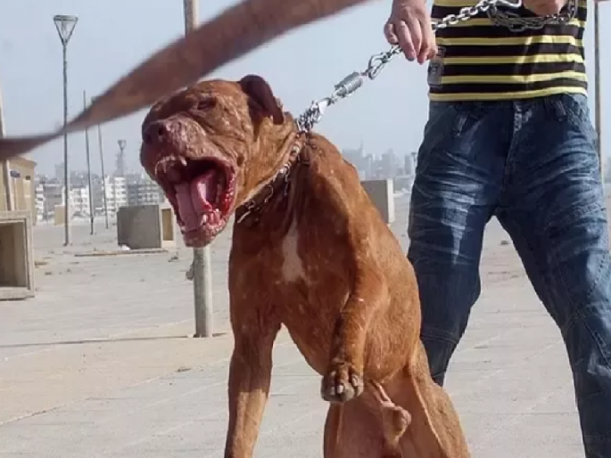 Pitbull fatally attacks 10-year-old boy; bites on face, doctor put 150 stitches | पिटबुलचा 10 वर्षीय मुलावर जीवघेणा हल्ला; संपूर्ण चेहरा फाडला, डॉक्टरांनी लावले 150 टाके Pitbull fatally attacks 10-year-old boy; bites on face, doctor put 150 stitches | पिटबुलचा 10 वर्षीय मुलावर जीवघेणा हल्ला; संपूर्ण चेहरा फाडला, डॉक्टरांनी लावले 150 टाके