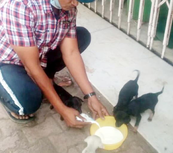 Philosophy of humanity; Feeding of 525 domestic animals per day | माणुसकीचे दर्शन; दररोज ५२५ मुक्या प्राण्यांची खाण्या-पिण्याची सोय Philosophy of humanity; Feeding of 525 domestic animals per day | माणुसकीचे दर्शन; दररोज ५२५ मुक्या प्राण्यांची खाण्या-पिण्याची सोय