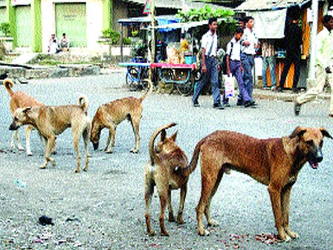 In the wake of dreaded dogs, children's death, anger among citizens | भटक्या कुत्र्यांच्या हल्ल्यात मुलाचा मृत्यू, नागरिकांमध्ये संताप