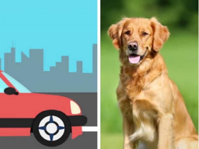 A car worn by a dog; Filed a case against the female doctor who caused the death | कुत्र्याच्या अंगावरून घातली गाडी; मृत्युस कारणीभूत ठरलेल्या कारचालक महिला डॉक्टरविरुद्ध गुन्हा दाखल A car worn by a dog; Filed a case against the female doctor who caused the death | कुत्र्याच्या अंगावरून घातली गाडी; मृत्युस कारणीभूत ठरलेल्या कारचालक महिला डॉक्टरविरुद्ध गुन्हा दाखल