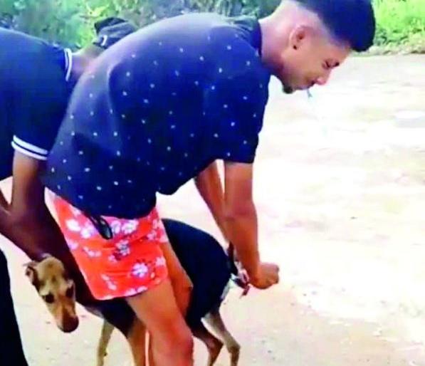 Firecrackers tied to Mokat dog's tail; The video went viral on social media | मोकाट कुत्र्याच्या शेपटीला बांधले फटाके; व्हिडिओ सोशल मीडियावर व्हायरल