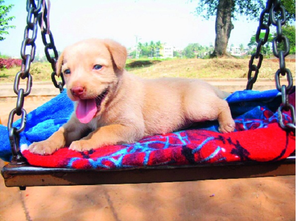 Multiplicity - that's what we had experienced - look | मुलखावेगळा - हेच आम्ही अनुभवलं होतं -- दृष्टीक्षेप Multiplicity - that's what we had experienced - look | मुलखावेगळा - हेच आम्ही अनुभवलं होतं -- दृष्टीक्षेप